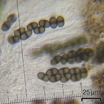 Rinodina bischoffii