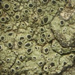 Rinodina bolanderi