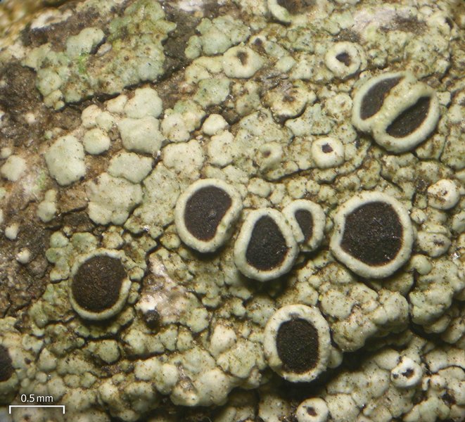 Rinodina bolanderi