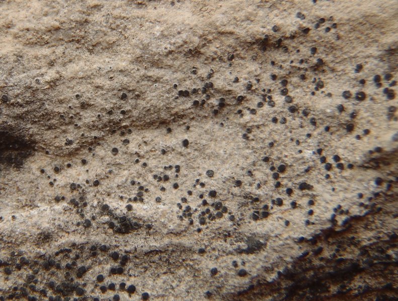 Rinodina calcigena