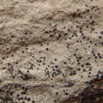 Rinodina calcigena