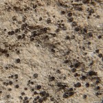 Rinodina calcigena