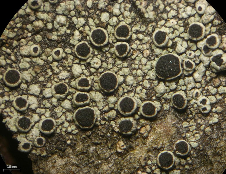 Rinodina capensis