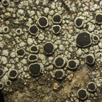 Rinodina capensis
