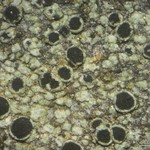 Rinodina capensis