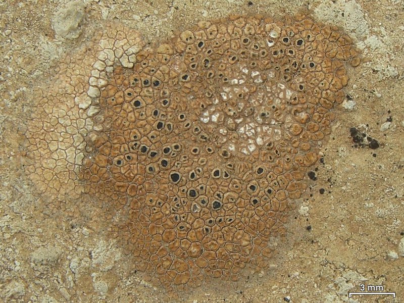 Rinodina castanomela