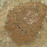 Rinodina castanomela