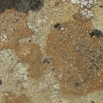Rinodina castanomela