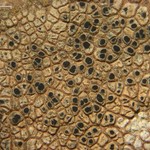 Rinodina castanomela