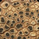 Rinodina castanomela