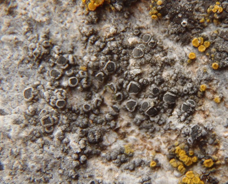 Rinodina castanomelodes