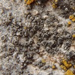 Rinodina castanomelodes