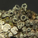 Rinodina colobina
