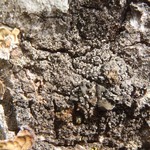 Rinodina colobina