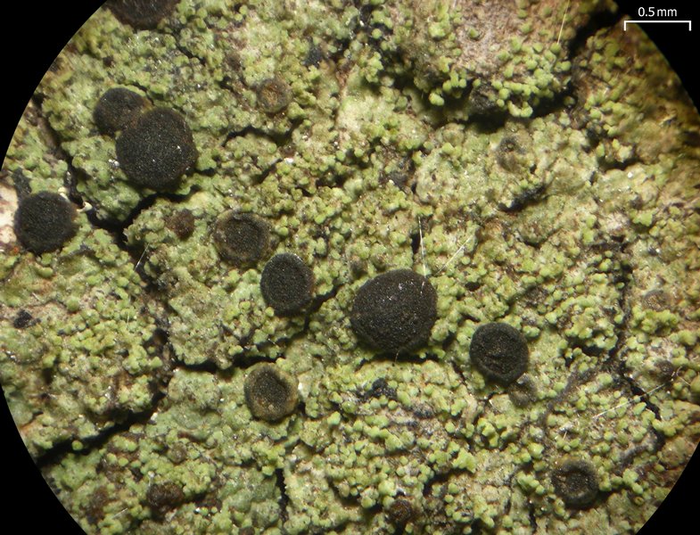 Rinodina colobinoides