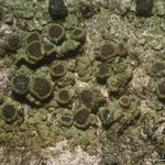 Rinodina coloradiana