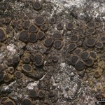 Rinodina coloradiana