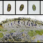 Rinodina confragosa