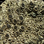 Rinodina confragosa
