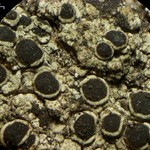 Rinodina confragosa
