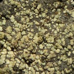 Rinodina confragosa