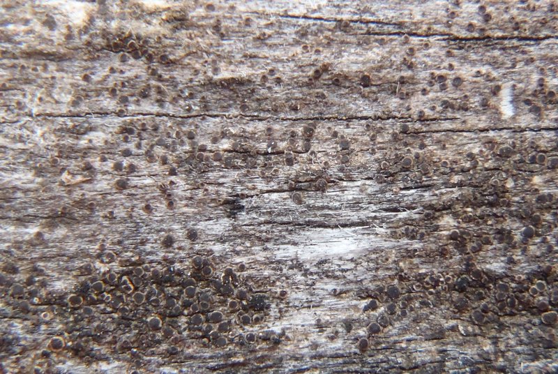 Rinodina conradii