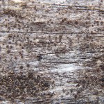 Rinodina conradii