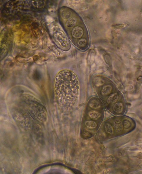 Rinodina conradii