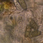 Rinodina conradii