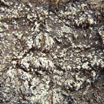 Rinodina degeliana