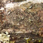 Rinodina degeliana
