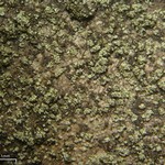 Rinodina disjuncta