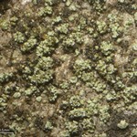 Rinodina disjuncta