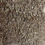 Rinodina disjuncta