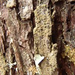 Rinodina disjuncta