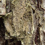 Rinodina disjuncta