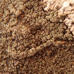 Rinodina disjuncta