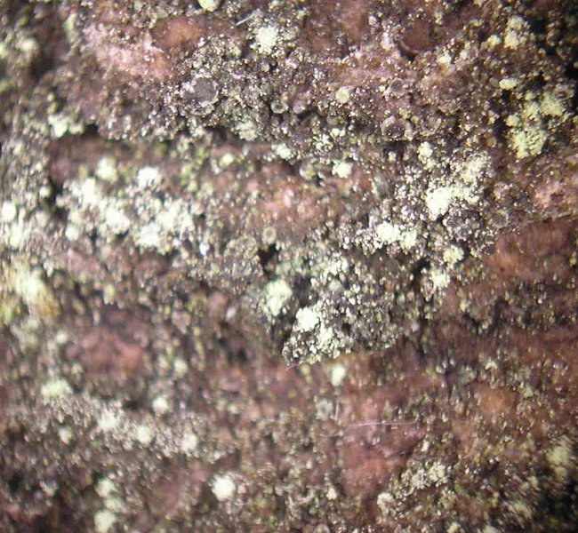 Rinodina efflorescens