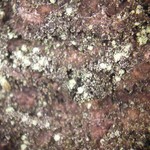 Rinodina efflorescens