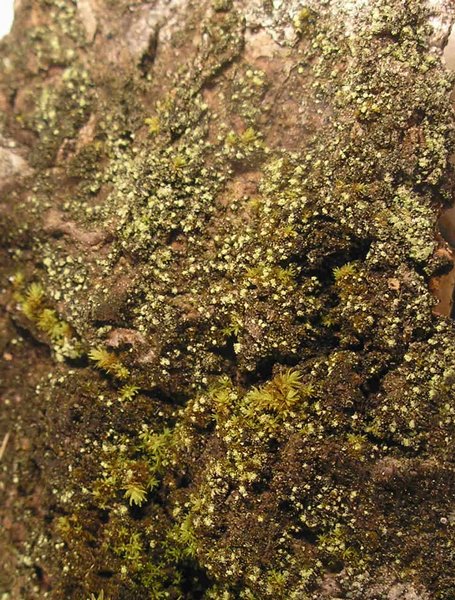 Rinodina efflorescens