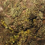 Rinodina efflorescens