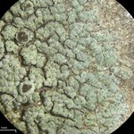 Rinodina endospora