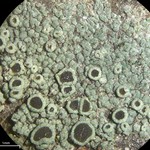 Rinodina endospora
