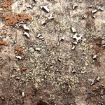 Rinodina flavosoralifera