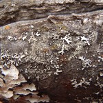 Rinodina flavosoralifera