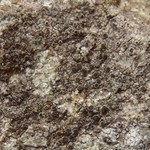Rinodina gennarii