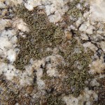 Rinodina gennarii