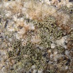 Rinodina gennarii