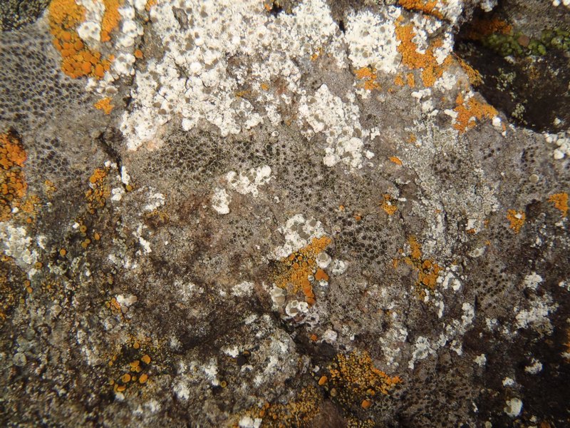 Rinodina gennarii