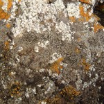 Rinodina gennarii
